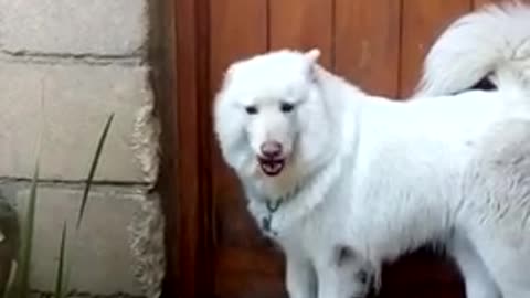 Samoyed and owner engage in very serious conversation