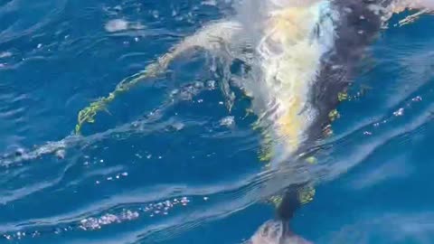 Fishing lovers yellowfin big tuna
