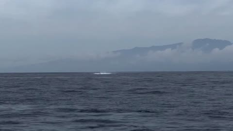 Humpback Whale breeches off the coast of Maui