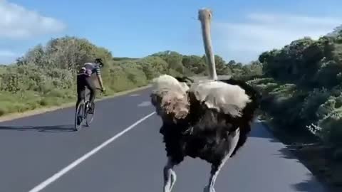 Ostrich Chases Cyclists In South Africa