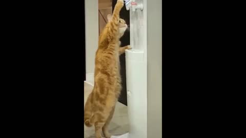 Funny Cat Drinking From a Water Cooler #shorts