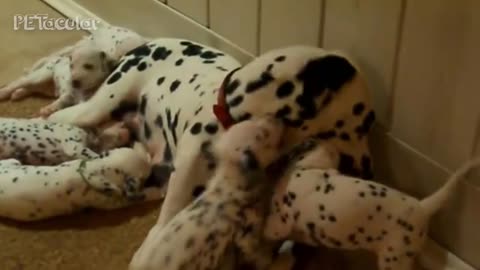 Dalmatian Dogs Compilation - Funny Dog Videos 2019