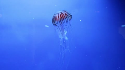 take a closer look at the jellyfish.