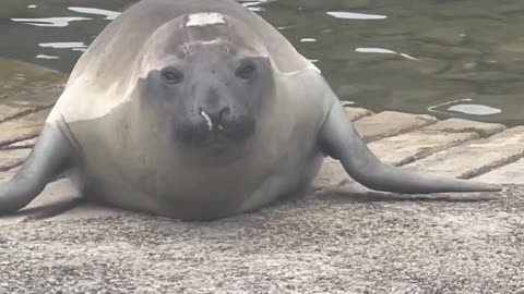 Neil The Seal Waddles Into Naptime