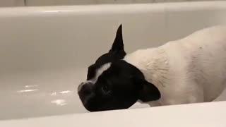 Puppy Bath Time! Rub-A-Dub-Dub