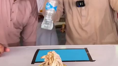 Funny chicken bottle flip challenge