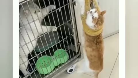 Pets funny videos 😂😂 ao cute