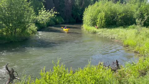 Close Encounter With Moose While Rafting