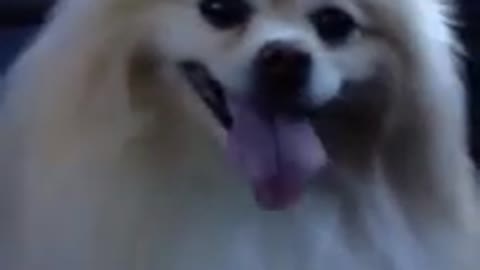 Panting dog gives funny tongue-wave