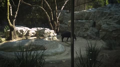 Tapir Mammal Tapirus Herbivorous Nose Footage Zoo 🌴🌴🌴🌴