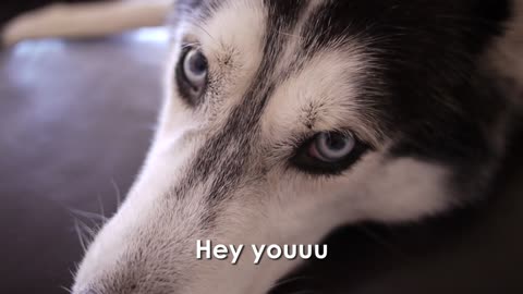 Mishka The Talking Husky Is Having A Bad Day And She Wants To Be Alone