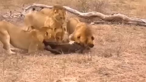 Heartbreaking Mistake: Mother Lion's Actions Lead to Tragic Crocodile Attack on Cubs