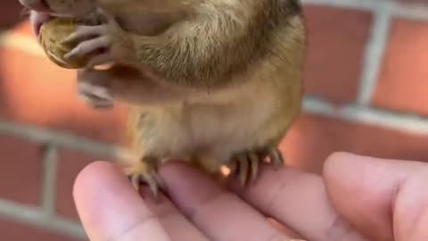 The cute chipmunk is eating peanuts