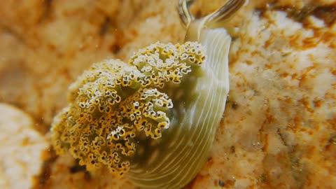 Close-Up View Of Mollusk