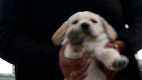 Labrador retriever Puppy 35 days old -lab small baby puppies.