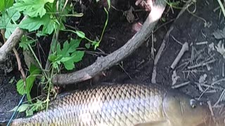 Giant carp