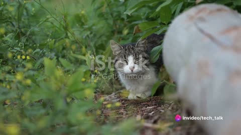 Story Whiskers_The Heroic Tabby Cat