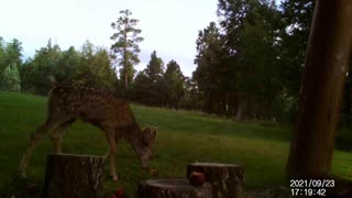 Baby Deer Sniffs Apples Then Walks Away!