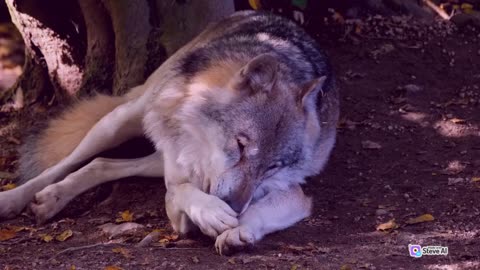 Wolf Story for Kids | Bedtime Story