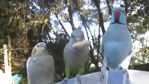 Parrots having fun