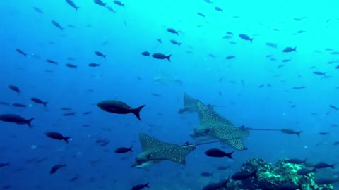 Stingrays in perfect formation drift past thrilled scuba diver in the Galapagos