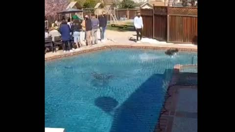 Dog Runs of swimming pool