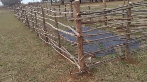 Brian's Colonial Sapling Fence