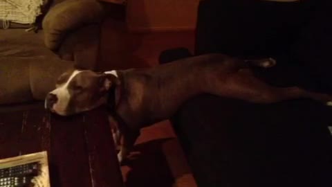 Pit Bull relaxes in hilarious fashion