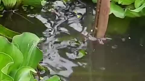 Unique 🐟 Fish trapping