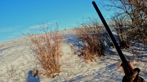 Colorado Pheasant Hunting