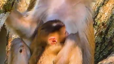 Suprise adorable little monkey got milk 😋