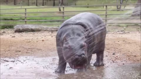 Baby Hippos Swimming - CUTEST Compilation