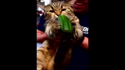 The cat took the cucumber and does not give it back