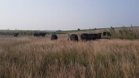 Fall Herd Grazing the Prairie