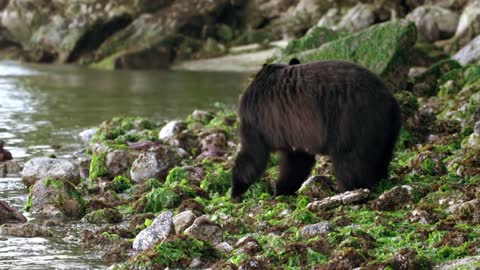 Cascadia - A Place Where Giants Roam | Free Documentary Nature