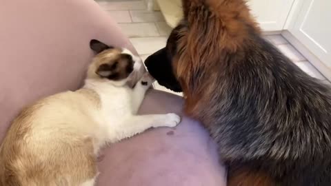 German Shepherd Plays with Funny Cats