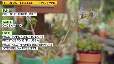 Plectranthus ernstii “Bonsai Mint”