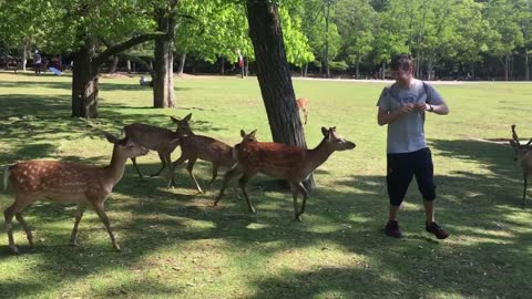 Man feeding deer gets bit