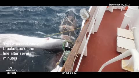 SHOCKING VIDEO OF ICELAND'S WHALING