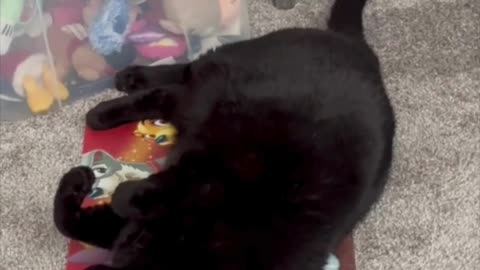 Adopting a Cat from a Shelter Vlog - Cute Precious Piper Uses a Pet Mat for Floor Exercise #shorts