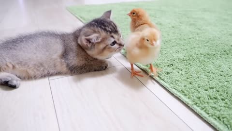 Cute funny kitten and Baby chicks playing