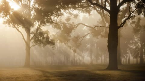 Sunrise Sunbeams Trees