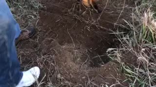 Fox Freed From Fence Snare