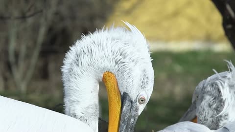 TOP OF THE BILL: Rare Pelican Chicks Delight Zoo Fans