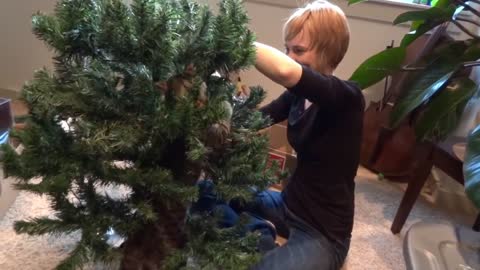 Blind kitten "helps" decorate Christmas tree