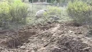 Pig Excavator
