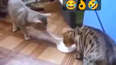 Two cats are fighting for milk 😺 Joy Funny Factory