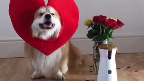 Happy Valentine's Day From Marcel The Corgi