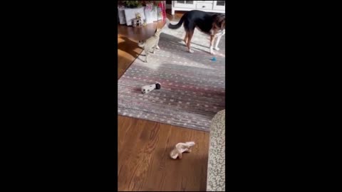 Funny Videos of Cats and dogs, Funny Animals, Funny Cats And Dogs part 2
