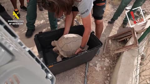 Rescatan dos cocodrilos del Nilo, una tortuga africana y una pitón de Birmania